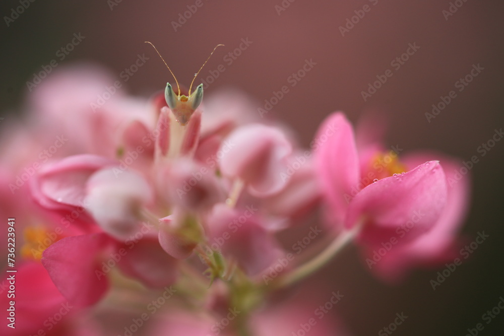 Pink Orchid mantis (Hymenopus coronatus) It is known by various common names, including walking flower mantis, orchid-blossom mantid and orchid mantis.