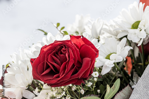 Fresh dark red roses close up texture background for St. Valentine s Day or a birthday day.