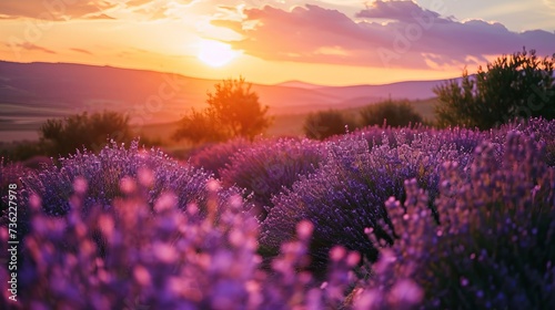 Breathtaking View of Lavender Field at Sunset with Rolling Hills and Mountains in the Background