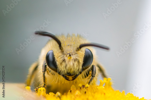 Plasterer Bee Facing Camera on Oxeye Daisy photo