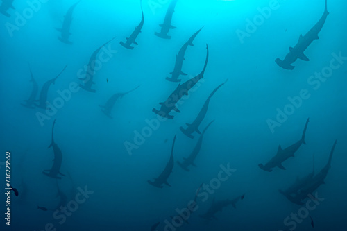 Silhouette of Hammerhead Sharks in Galapagos