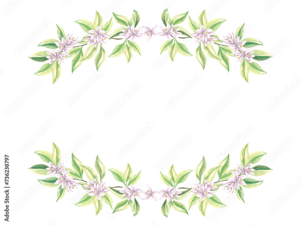 Oval frame of citrus green leaves and white flowers. Summer botanical template with copy space. Isolated hand drawn illustration for cards and invitation, making stickers, print packaging, textile