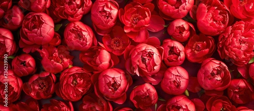 Fototapeta Naklejka Na Ścianę i Meble -  Blooming Beauty Red Peony Flower Head in Full Bloom, Creating a Captivating Background