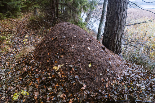 anthill in forest