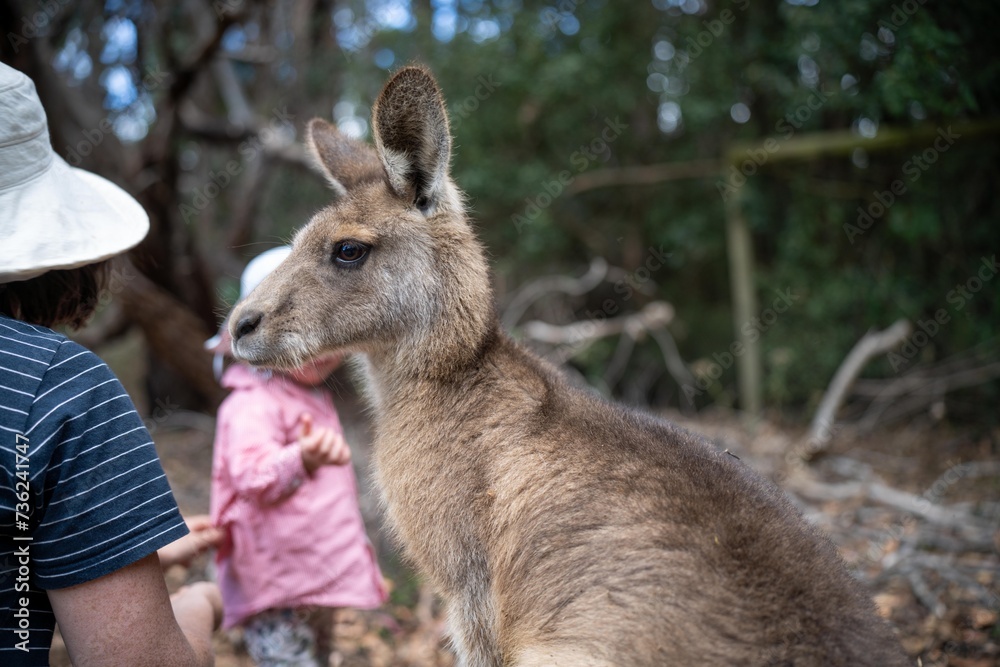 Beautiful kangaroo in the Australian bush, in the blue mountains, nsw. Australian wildlife in a national park in Australia. Beautiful kangaroo in the Australian bush, in the blue mountains, nsw. Australian wildlife in a national park in Australia.