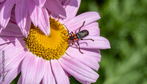 Beetle on a flower in summer close-up.