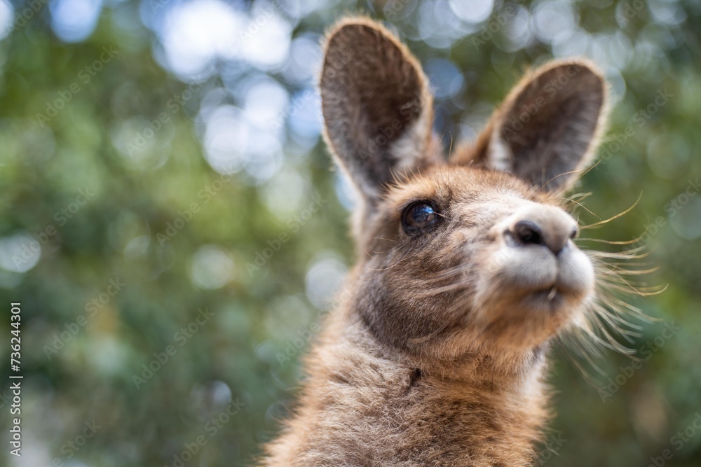 Beautiful kangaroo, pademelon and wallaby in the Australian bush, in the blue mountains, nsw. Australian wildlife in a national park Beautiful kangaroo, pademelon and wallaby in the Australian bush, in the blue mountains, nsw. Australian wildlife in a national park