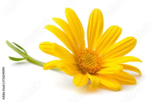 yellow daisy against a white background in the style 