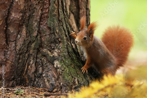 Cute red squirrel (Sciurur vulgaris) climbing on tree trunk bark in autumn forest. Photo with nice blured colors in background.