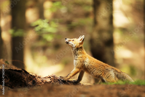 Cube of red fox in forest looking up - Vulpes vulpes