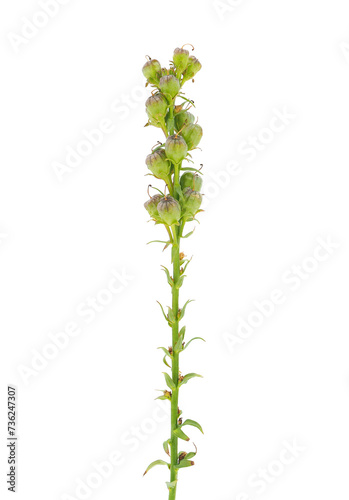 Common toadflax plant isolated on white background, Linaria vulgaris photo
