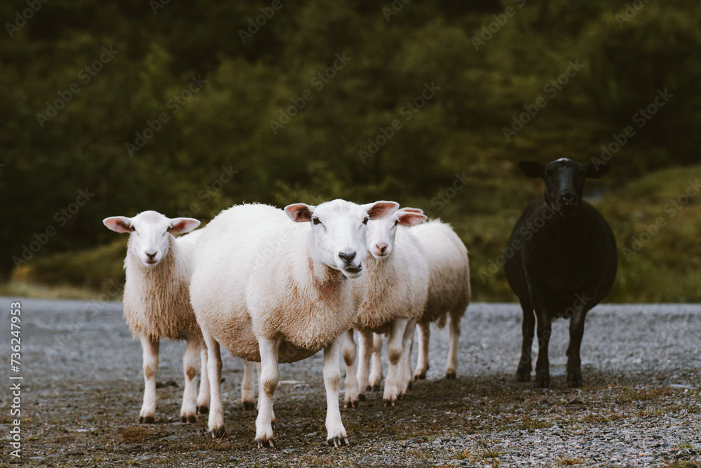 Sheep flock farm animals walking outdoor Sheep flock farm animals walking outdoor