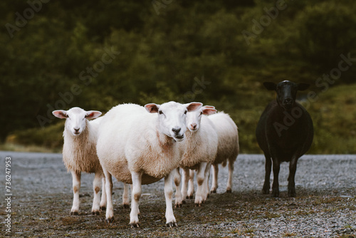 Sheep flock farm animals walking outdoor © EVERST
