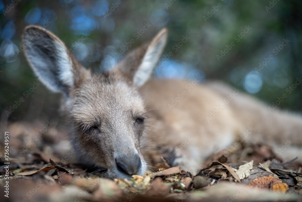 Beautiful kangaroo in the Australian bush, in the blue mountains, nsw. Australian wildlife in a national park in Australia. Beautiful kangaroo in the Australian bush, in the blue mountains, nsw. Australian wildlife in a national park in Australia.