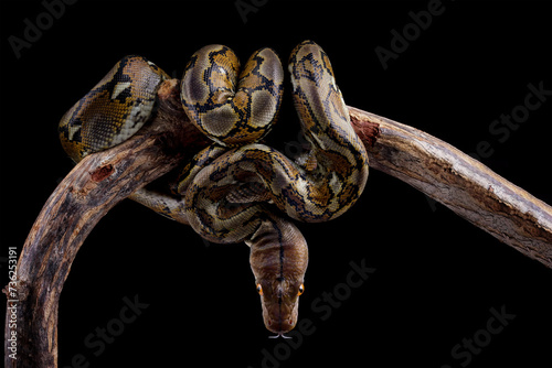 python reticulatus isolated on black, non-venomous snake photo