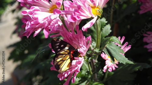 Red-base Jezebel (Delias pasithoe) butterfly in pink purple Chrysanthemum flower with batches of sunlight in foreground, with dark bokeh background of branches and other Chrysanthemums photo