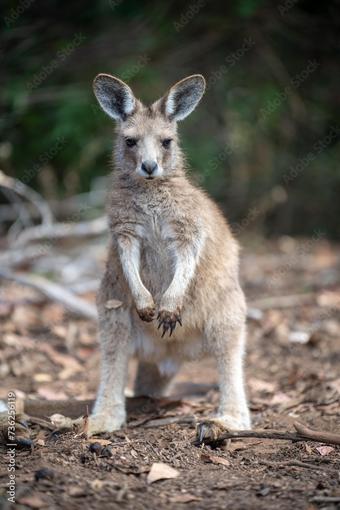 close up of a Beautiful kangaroo in the nsw Australian bush. Australian native wildlife in a national park in Australia. close up of a Beautiful kangaroo in the nsw Australian bush. Australian native wildlife in a national park in Australia.