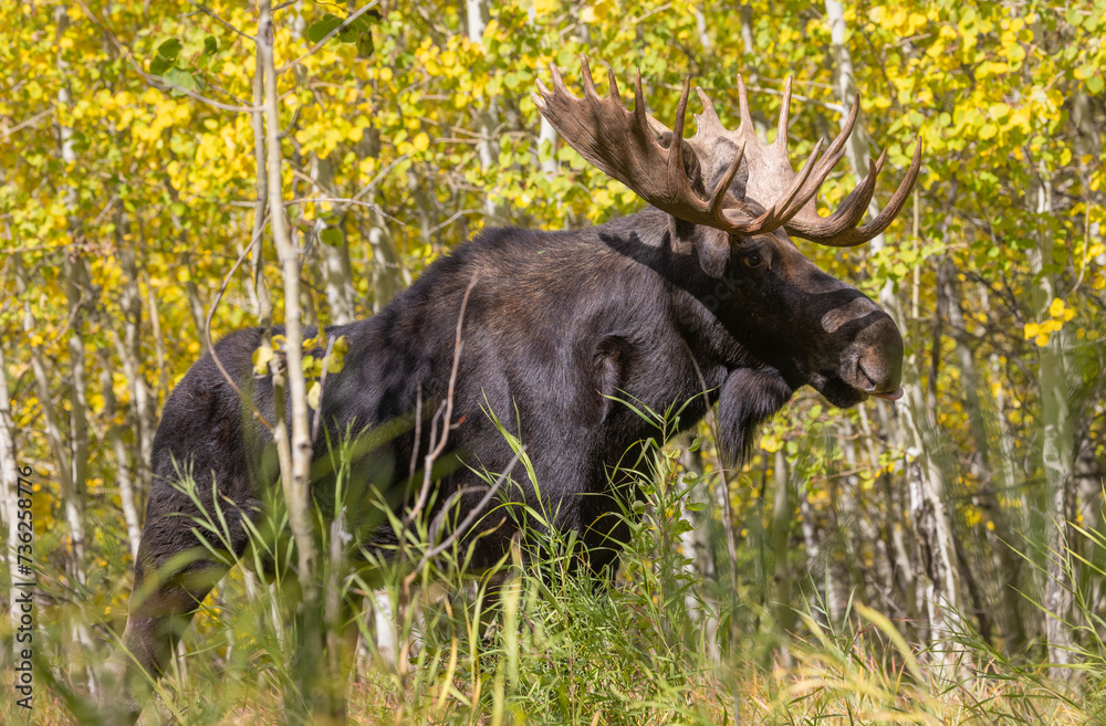 Bull Shiras Moose in Wyomiing During the Fall Rut Bull Shiras Moose in Wyomiing During the Fall Rut