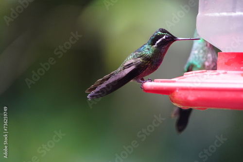 The white-eared hummingbird (Basilinna leucotis) is a species of hummingbird in the 
