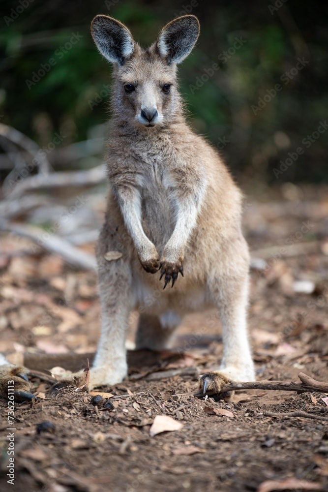 Beautiful kangaroo, pademelon and wallaby in the Australian bush, in the blue mountains, nsw. Australian wildlife in a national park Beautiful kangaroo, pademelon and wallaby in the Australian bush, in the blue mountains, nsw. Australian wildlife in a national park