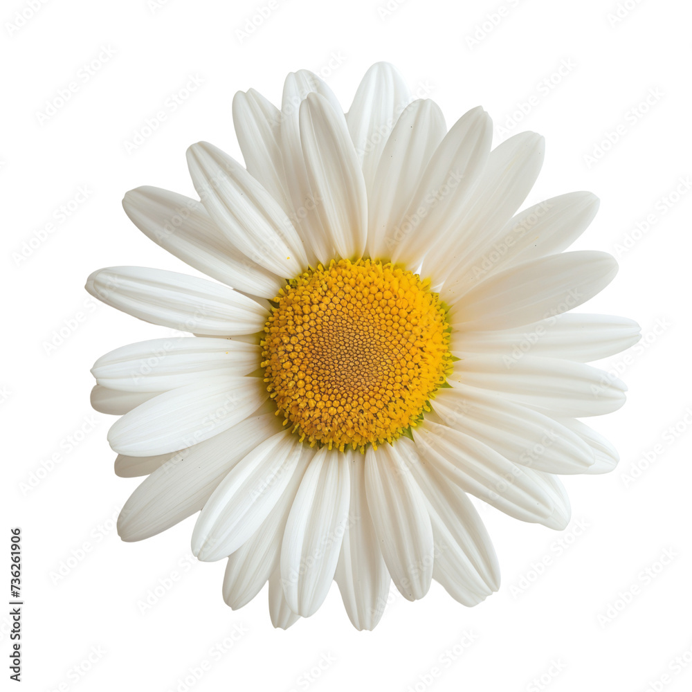 A single daisy separated from the plant. A symbol of beauty, innocence, patience and hope. isolated on white .png 