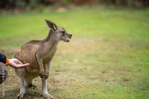 Photography Beautiful kangaroo in the Australian bush, in the blue mountains, nsw