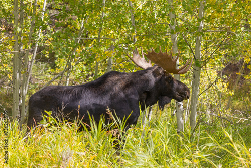 Bull Shiras Moose in Wyomiing During the Fall Rut