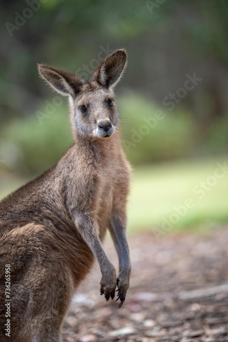 Beautiful kangaroo  pademelon and wallaby in the Australian bush  in the blue mountains  nsw. Australian wildlife in a national park