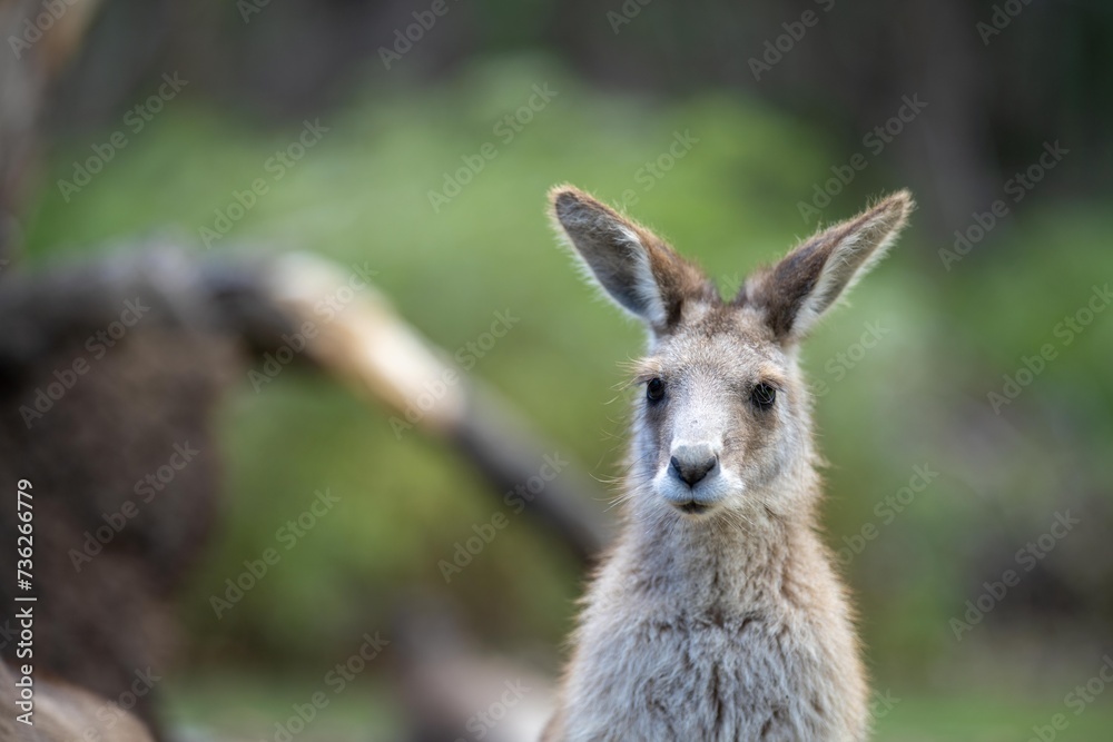 wallaby in a national park in Australia. Native Australian wildlife.