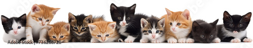 Group of cute little kitten cats in a row isolated on white background