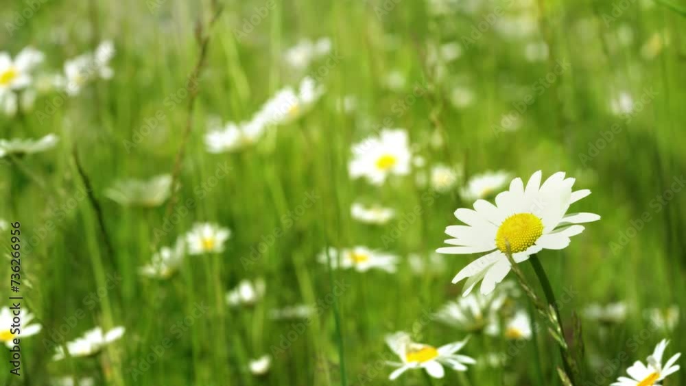 wild meadow with blooming marguerite flowers in slow motion wind, idyllic floral summer field scene
wild meadow with blooming marguerite flowers in slow motion wind, idyllic floral summer field scene