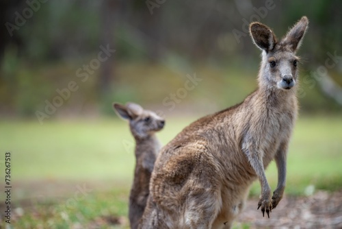 Beautiful kangaroo, pademelon and wallaby in the Australian bush, in the blue mountains, nsw. Australian wildlife in a national park