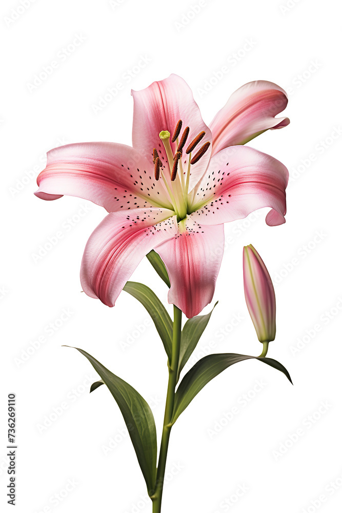 Naklejka premium Lily flower on white