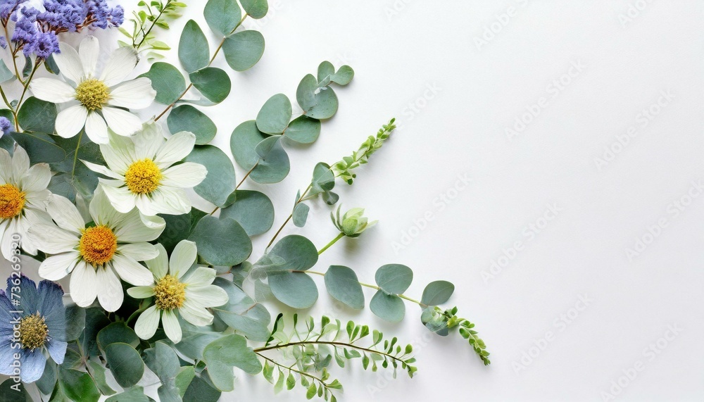 Gałązki eukaliptusa, pędy i kwiaty na białym tle. Naturalne tło z miejscem na tekst - obrazy, fototapety, plakaty 