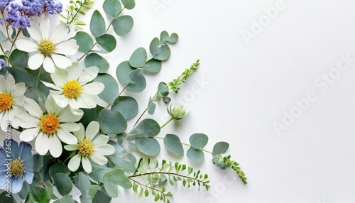 Gałązki eukaliptusa, pędy i kwiaty na białym tle. Naturalne tło z miejscem na tekst © Monika