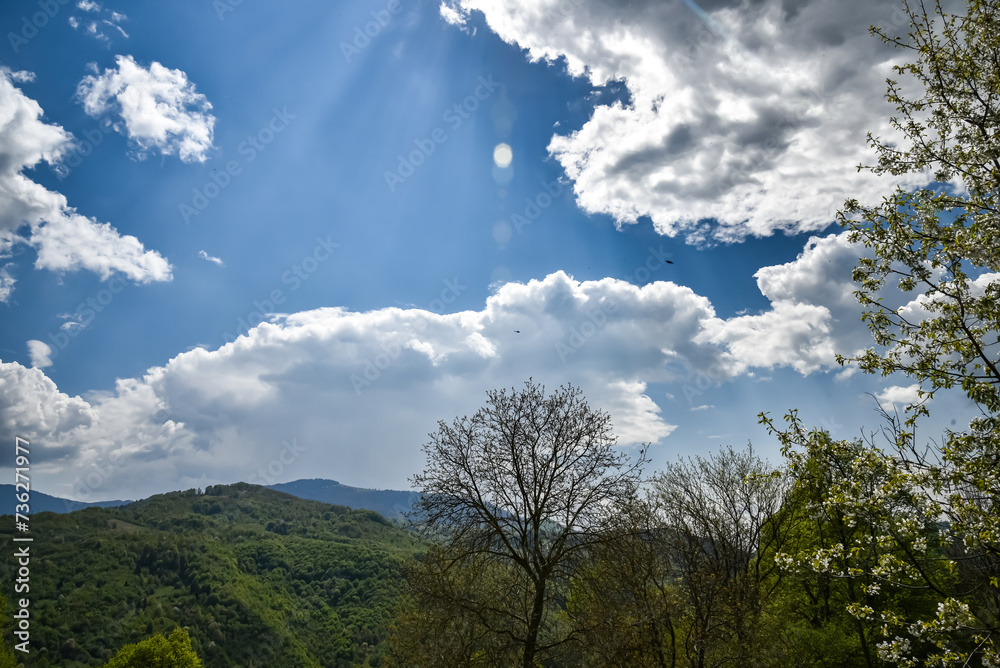 Green forest in the mountains of the Ukrainian Carpathians Green forest in the mountains of the Ukrainian Carpathians
