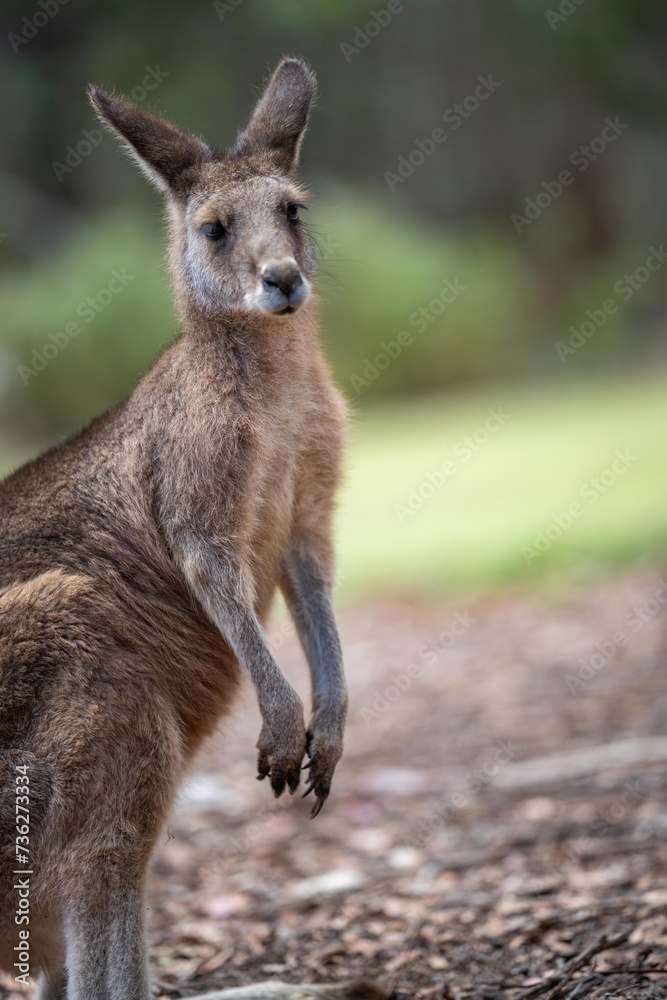 Beautiful kangaroo, pademelon and wallaby in the Australian bush, in the blue mountains, nsw. Australian wildlife in a national park Beautiful kangaroo, pademelon and wallaby in the Australian bush, in the blue mountains, nsw. Australian wildlife in a national park