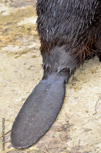 Closeup of a beaver's tail. The beaver's tail, which measures up to 30 cm in length, 20 cm in width and 2.5 cm in thickness, is used to accomplish important tasks, both in water and on land. 