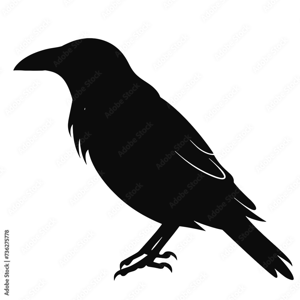 Obraz premium raven Silhouette