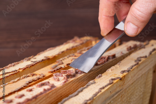 Gathering bee glue of wooden frames with metal instrument. Natural propolis on bee honeycomb wooden frames of hives photo