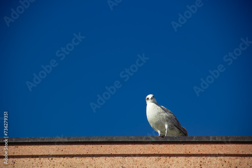 seagull on building, blue sky background