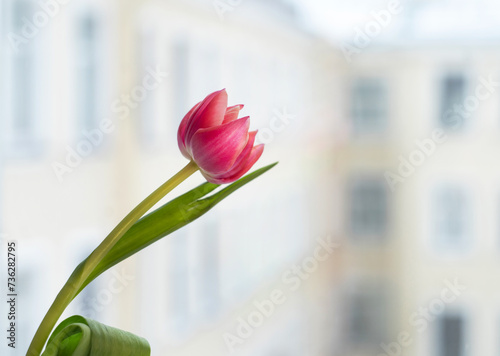 pink tulip on the background of a window overlooking the courtyard
