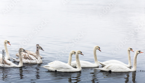 Whooper swan flock on the river, old and young swans © gannusya
