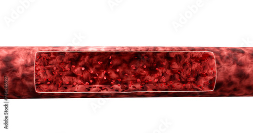 3d render of blood vessel with flowing red blood cells on a white background