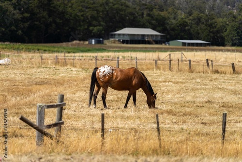 Wild horses grazing on grass on a farm in australia in a field