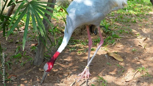 Elegant Sarus Crane in Natural Habitat. photo