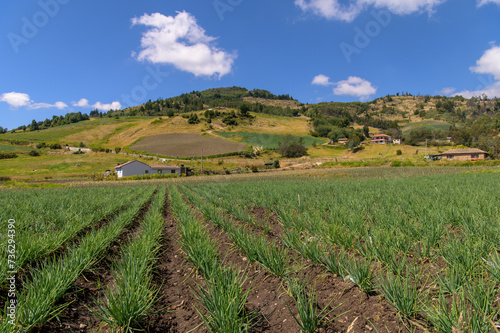 Boyaca-cebolla
