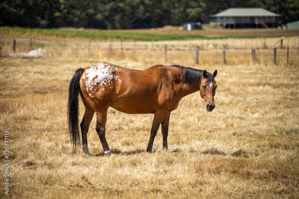 Wild horses grazing on grass on a farm in australia in a field Wild horses grazing on grass on a farm in australia in a field