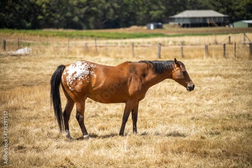 Wild horses grazing on grass on a farm in australia in a field photo