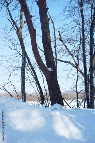 A view of a garden with snow stuck on it.